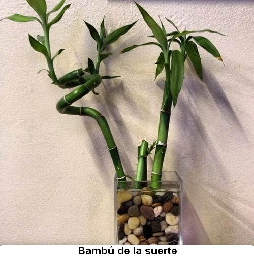 Bambú de la suerte.jpg